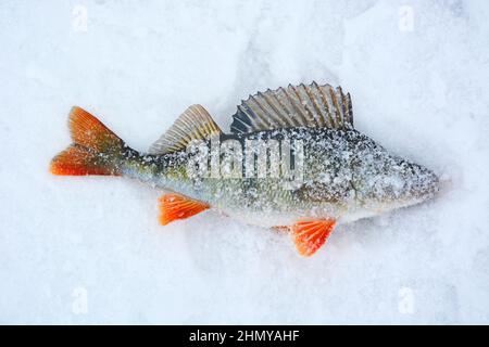 Trophée pêche en hiver - perches fraîchement pêchées sur la glace. Perche russe, pêche d'hiver, poisson fraîchement pêché Banque D'Images