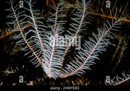 Une étoile de plume rosé (Antedon bifida) sur un récif sous-marin, au Royaume-Uni. Banque D'Images