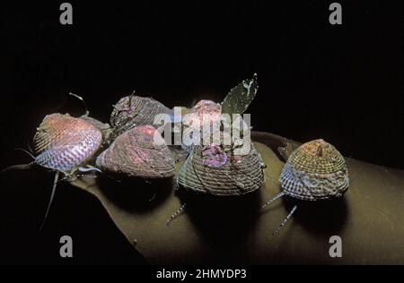 Groupe de coquillages gris (Steromphala cineraria) sur une façade de varech, Royaume-Uni. Banque D'Images