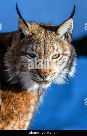 Portrait de Lynx dans la neige. Scène sauvage de la nature d'hiver. Animal sauvage dans l'habitat naturel Banque D'Images