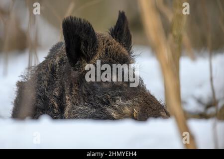 Cochon sauvage avec neige.Jeune sanglier, sus scrofa, dans une forêt d'hivernage.Scène sauvage de la nature Banque D'Images