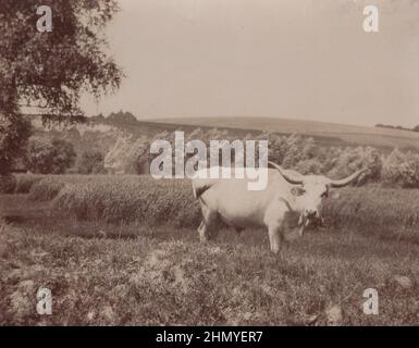 Photo vintage sur un massif gris hongrois / Magyar szürke / szürkemarha / szarvasmarha de la fin du 19e siècle. Te gris hongrois a d'énormes cornes et il est debout sur le dossier à l'heure d'été source : photographies originales ADDITIONAL-RIGHTS-CLEARANCE-INFO-NOT-AVAILABLE Banque D'Images