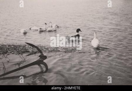 Photo d'artiste vintage et monochrome au sujet de l'ancre massive de bateau en fonte située dans le lac, avec des canards noirs et blancs DROITS-AUTORISATION-INFO-NON-DISPONIBLE Banque D'Images