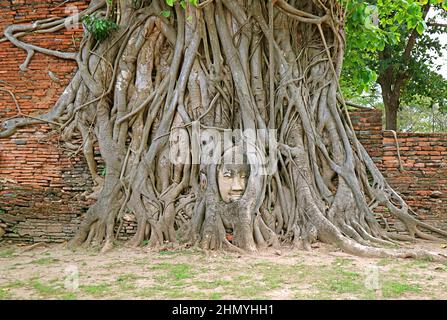 Étonnant Bouddha de grès la tête de l'image piégée dans les racines de l'arbre au temple antique de Wat Mahathe, site classé au patrimoine mondial de l'UNESCO à Ayutthaya, Thaïlande Banque D'Images