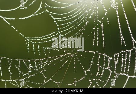 Pousykely bloqué sur le spider web Banque D'Images