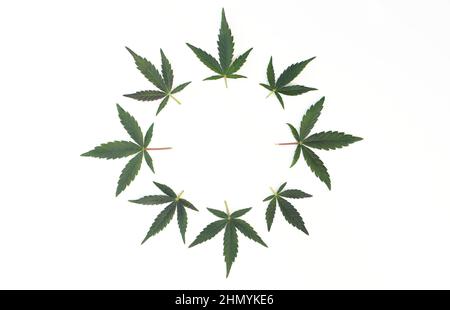 Cadre rond de feuilles de cannabis isolées sur fond blanc. Feuilles de marijuana disposées en cercle. Vignette de feuilles de chanvre. Vue de dessus Banque D'Images