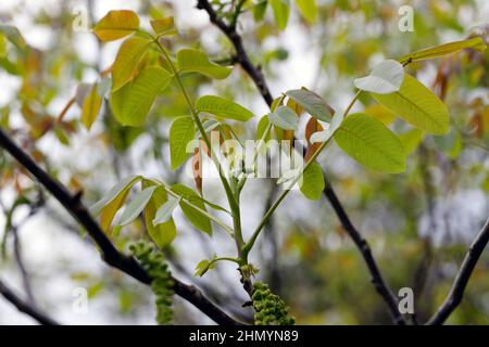 Noyer en fleur, fleurs mâles et femelles sur les branches. Début du printemps. Banque D'Images