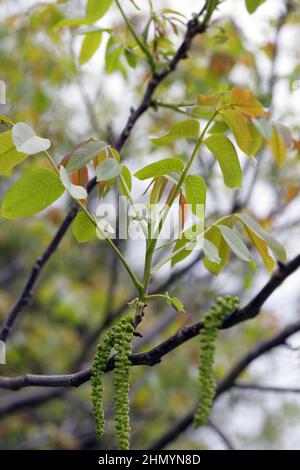 Noyer en fleur, fleurs mâles et femelles sur les branches. Début du printemps. Banque D'Images