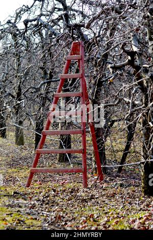 échelle dans un verger de pommes prêt pour l'élagage des arbres fruitiers . Banque D'Images