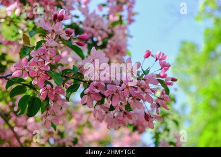 Accent sélectif sur les branches de fleurs de cerisier roses. Fleurs d'arbre Sakura en fleurs au printemps dans le parc. Banque D'Images