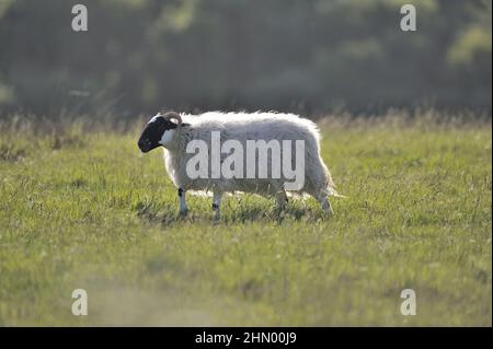 Moutons domestiques (Ovis aries) paître dans un pré en été Mull Island - Écosse - Royaume-Uni Banque D'Images