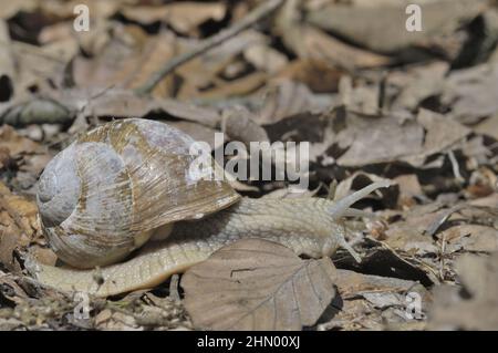 Escargot romain - escargot de Bourgogne - escargot comestible (Helix pomatia) se déplaçant sur un tapis de feuilles mortes dans un bois Banque D'Images