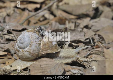 Escargot romain - escargot de Bourgogne - escargot comestible (Helix pomatia) se déplaçant sur un tapis de feuilles mortes dans un bois Banque D'Images