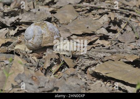 Escargot romain - escargot de Bourgogne - escargot comestible (Helix pomatia) se déplaçant sur un tapis de feuilles mortes dans un bois Banque D'Images