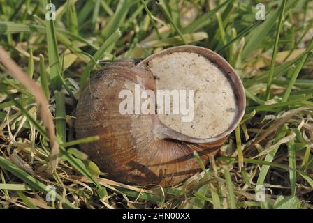 Escargot romain - escargot de Bourgogne - escargot comestible (Helix pomatia) bouche fermée avec un couvercle calcaire pendant l'hibernation (opercule) Banque D'Images