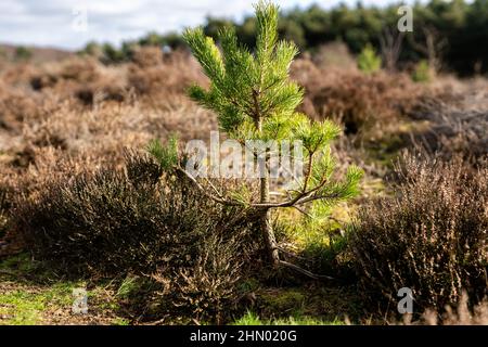 Un jeune épinette ou un pin qui pousse parmi la bruyère hors saison dans la campagne du Suffolk. Nouvelle vie, nouvelle croissance, conservation, concept forestier Banque D'Images