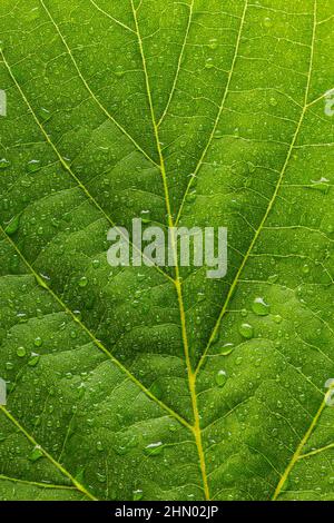 Gouttes de pluie sur une feuille Banque D'Images