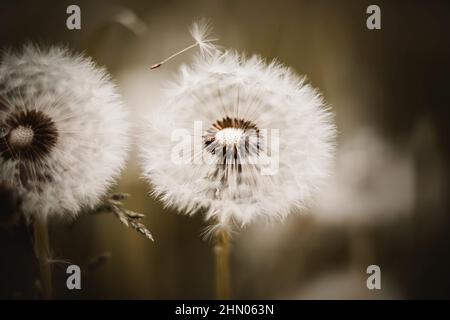 De belles fleurs de pissenlit avec des graines blanches légères et moelleuses poussent dans la prairie. Nature. Banque D'Images