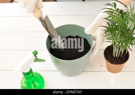 Transplantation de la camaedorea verte à la maison, plantes de maison . Photo de haute qualité Banque D'Images