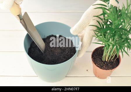 Transplantation de la camaedorea verte à la maison, plantes de maison . Photo de haute qualité Banque D'Images