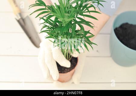 Transplantation de la camaedorea verte à la maison, plantes de maison . Photo de haute qualité Banque D'Images