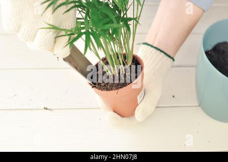 Transplantation de la camaedorea verte à la maison, plantes de maison . Photo de haute qualité Banque D'Images