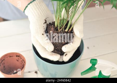 Transplantation de la camaedorea verte à la maison, plantes de maison . Photo de haute qualité Banque D'Images