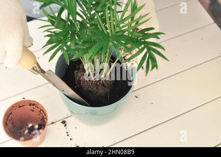 Transplantation de la camaedorea verte à la maison, plantes de maison . Photo de haute qualité Banque D'Images