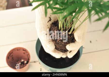 Transplantation de la camaedorea verte à la maison, plantes de maison . Photo de haute qualité Banque D'Images