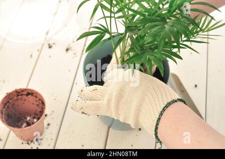 Transplantation de la camaedorea verte à la maison, plantes de maison . Photo de haute qualité Banque D'Images