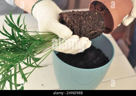 Transplantation de la camaedorea verte à la maison, plantes de maison . Photo de haute qualité Banque D'Images