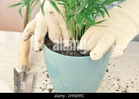 Transplantation de la camaedorea verte à la maison, plantes de maison . Photo de haute qualité Banque D'Images