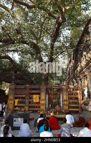 Des pèlerins priant pour Bouddha, se sont rassemblés autour de l'arbre sacré de Bodhi au temple de Mahabodhi, à Bodhgaya, dans l'État de Bihar, en Inde Banque D'Images