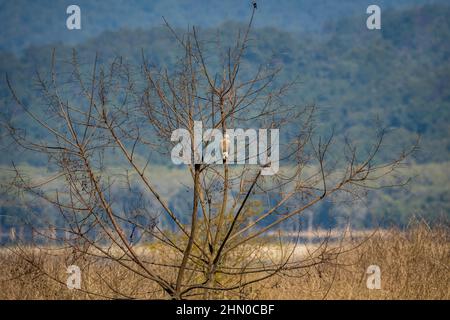 Petit aigle à poissons ou Icthyophaga humilis perchés sur un arbre près de la rivière Ramganga dans un fond vert naturel dans la zone de dhikala du parc national jim corbett Banque D'Images
