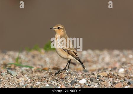 Wheatear (Oenanthe oenanthe), juvénile sur la plage de galets, Carsethorn, Solway estuaire, Dumfries et Galloway, SW Écosse Banque D'Images