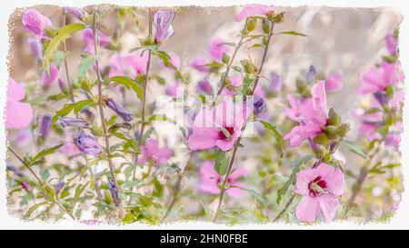 Fleurs roses avec cinq pétales dans la nature Banque D'Images