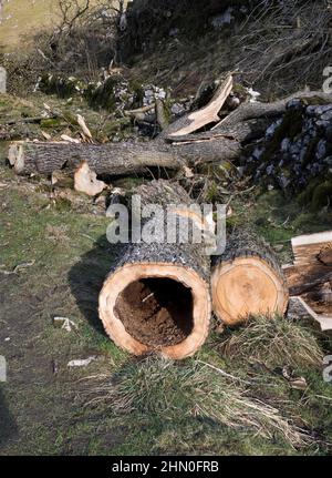 Les cendre ont été abattus à cause du dépérissement des cendres (Hymenoscyphus fraxineus), Clapdale, Clapham, North Yorkshire, Royaume-Uni Banque D'Images