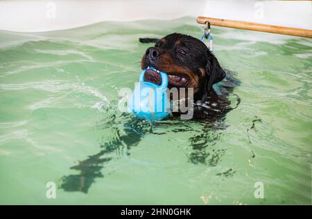 jeune rottweiler et rééducation pour l'hydrothérapie dans la piscine Banque D'Images