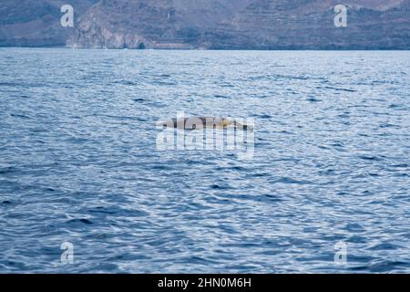 La baleine à bec de Blainville nageant au large de la côte sud de la Gomera dans les îles Canaries. Banque D'Images