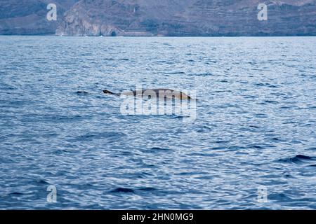 La baleine à bec de Blainville nageant au large de la côte sud de la Gomera dans les îles Canaries. Banque D'Images