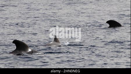 Ténérife, Îles Canaries, Espagne - février 2022 : groupe de baleines pilotes dans l'océan Atlantique, entre Ténérife et l'île de la Gomera Banque D'Images