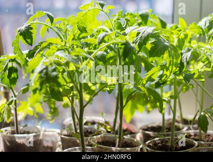 Plants de tomates sur le rebord de la fenêtre au soleil Banque D'Images