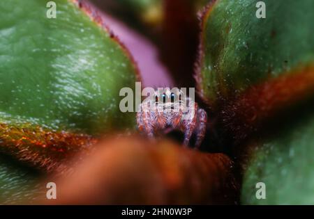 Araignée de saut - plexeppus Petersi est une maison commune et une araignée de saut de jardin aux Philippines Banque D'Images