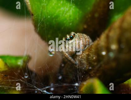 Araignée de saut - plexeppus Petersi est une maison commune et une araignée de saut de jardin aux Philippines Banque D'Images