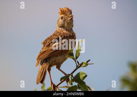 Lark aux rufous-naped, Afrique du Sud Banque D'Images