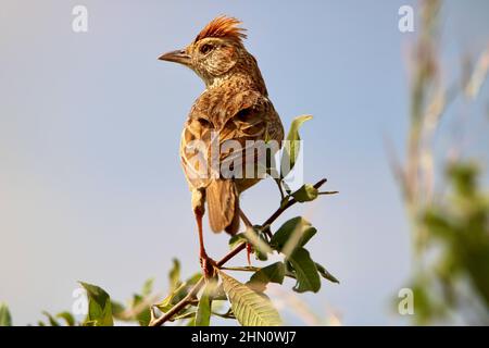 Lark aux rufous-naped, Afrique du Sud Banque D'Images