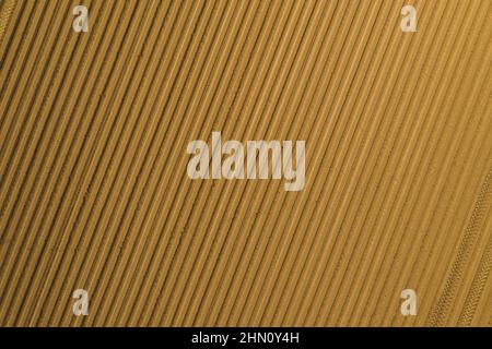 Vue aérienne du champ agricole labouré depuis le drone pov, vue de dessus Banque D'Images