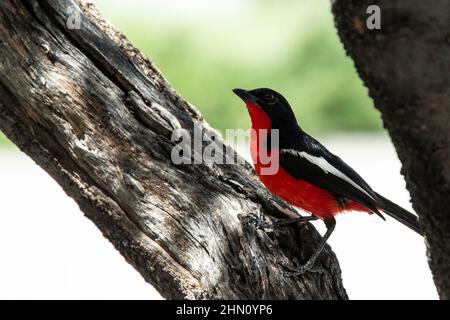 Merlu croisé cramoisi debout sur la branche d'arbre. Banque D'Images