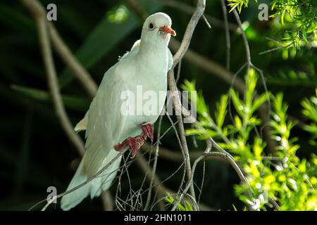 Une colombe blanche perchée sur une branche. Banque D'Images