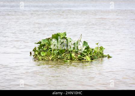 Eichhornia crassipes (Mart) Solms (jacinthe d'eau commune), une plante aquatique envahissante trouvée dans le delta du Mékong, province de Vinh long, sud du Vietnam, Banque D'Images